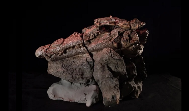 کشف بقایای ۹۵ میلیون ساله تمساح قاتل با آخرین وعده غذایی اش!// در حال ویرایش