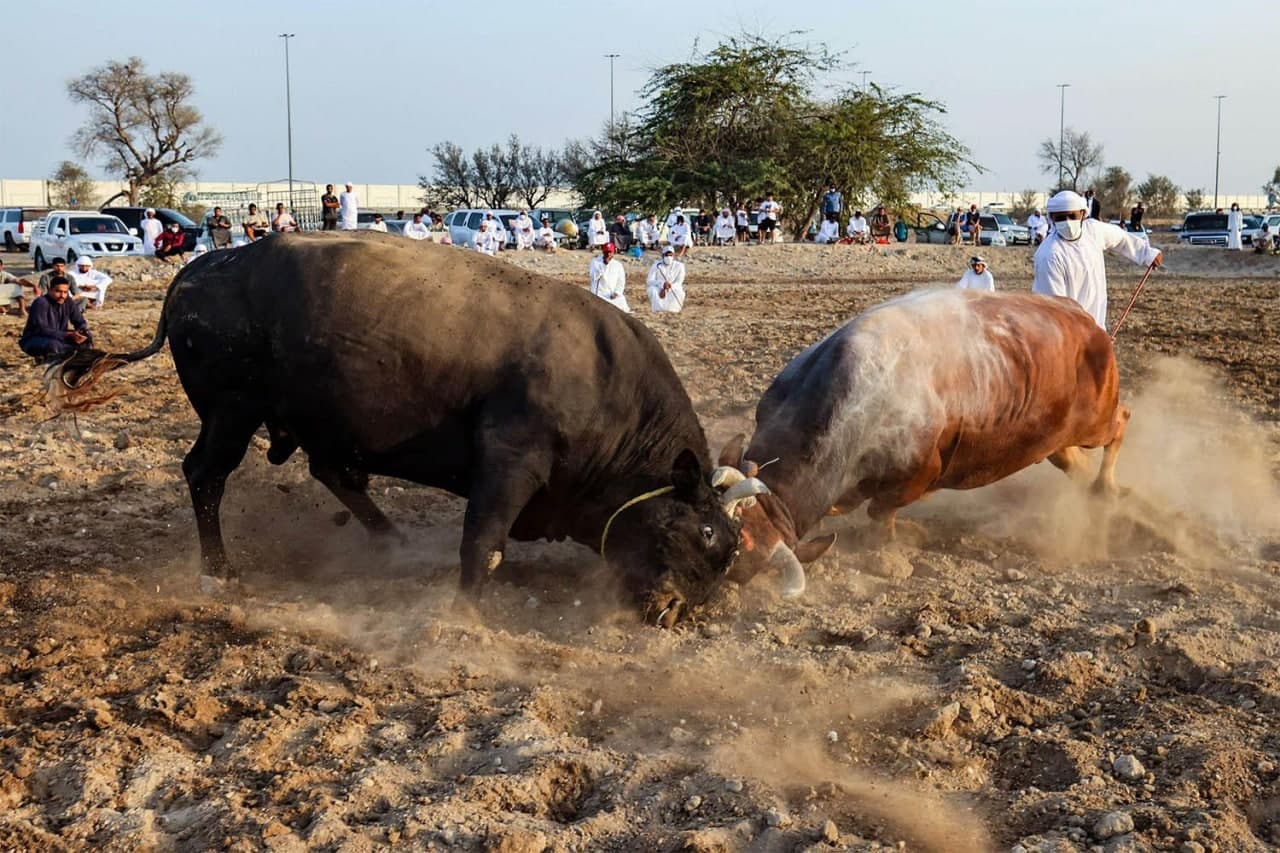 گاوبازی؛ سنتی ناشناخته در روستایی اماراتی/ گاوبازی از نوع اماراتی بدون سرنوشت تلخ برای گاوها