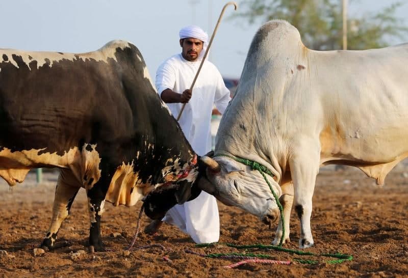 گاوبازی؛ سنتی ناشناخته در روستایی اماراتی/ گاوبازی از نوع اماراتی بدون سرنوشت تلخ برای گاوها