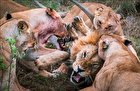 (تصاویر) حمله وحشتناک شیرهای ماده به یک شیر نر
