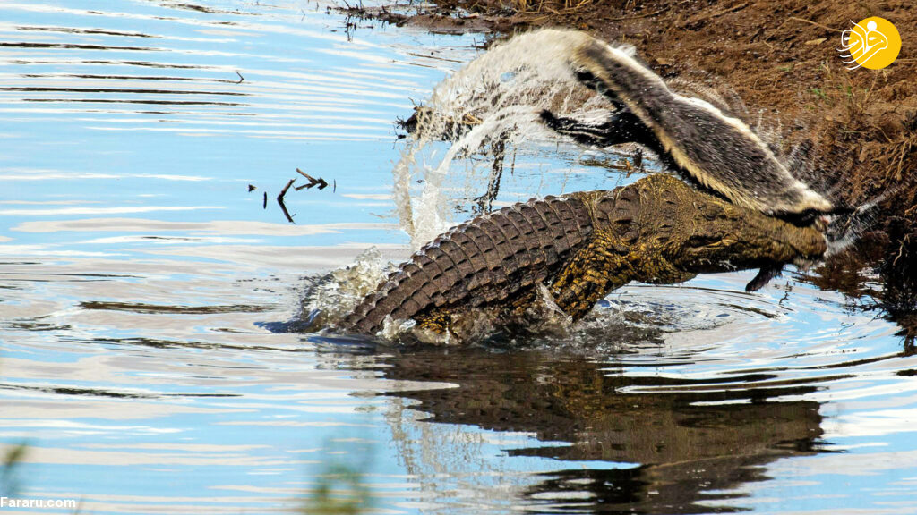 (تصاویر) تلاش تمساح برای تکه تکه کردن گورکن عسل‌خوار