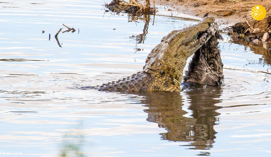(تصاویر) تلاش تمساح برای تکه تکه کردن گورکن عسل‌خوار