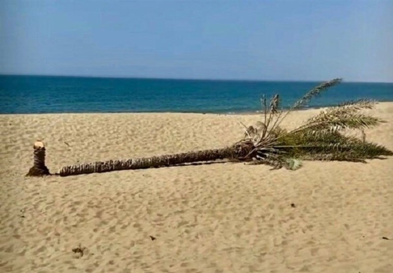 (تصویر) قطع تک درخت زیبای ساحل «دَرَک» بلوچستان