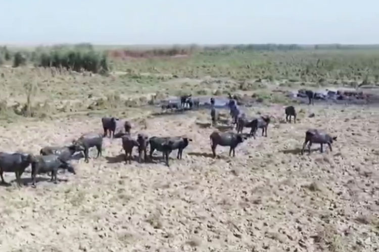 (ویدئو) شرایط تکان‌دهنده خشکسالی و بی‌آبی در خوزستان