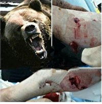 خرس‌ها به یک زن پیرانشهری حمله کردند