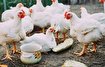 (ویدئو) برای افزایش وزن به مرغ‌ها آب حاوی تریاک می‌دهند!