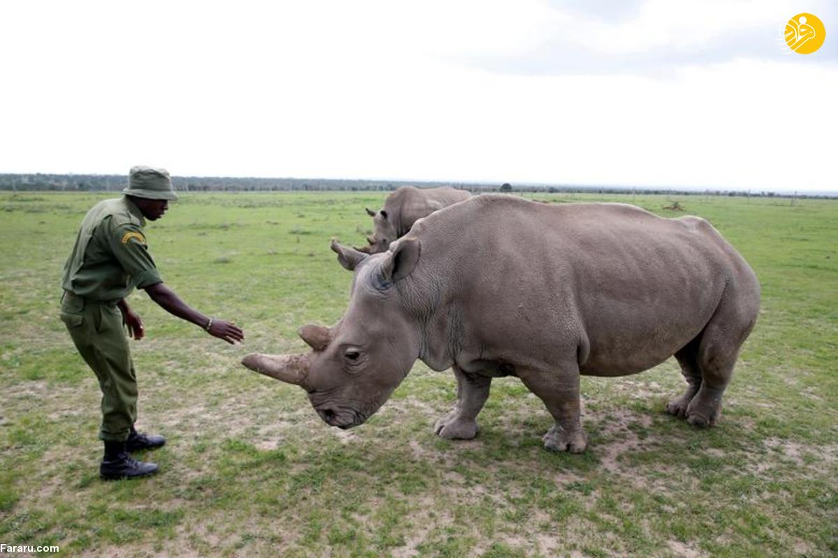 Белый носорог сколько осталось. Северный белый носорог Судан. Носорог альбинос. Белый носорог альбинос.