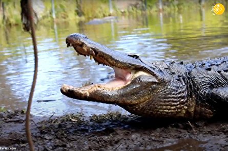(ویدئو) تمساح متجاوز به سختی به قرنطینه رفت!