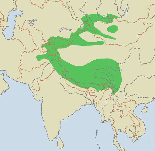 پلنگ برفی