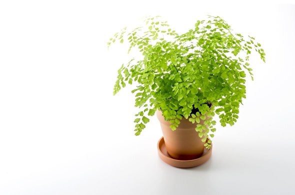 ده گیاه کوچک و کند رشد آپارتمانی