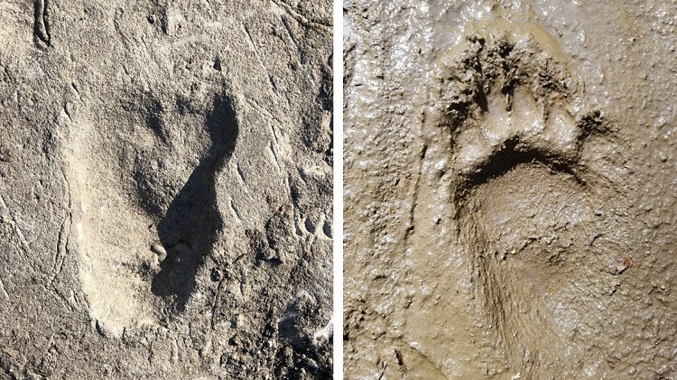 قدیمی‌ترین شواهد از حرکت انسان اولیه بر روی دو پا