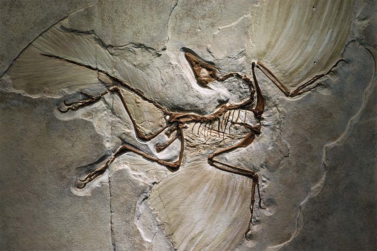 Рано ч. Археоптерикс окаменелость. Archaeopteryx lithographica. Берлинский Археоптерикс. Археоптерикс скелет Берлинский.