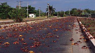 (ویدئو) یورش خرچنگ‌ها در کوبا