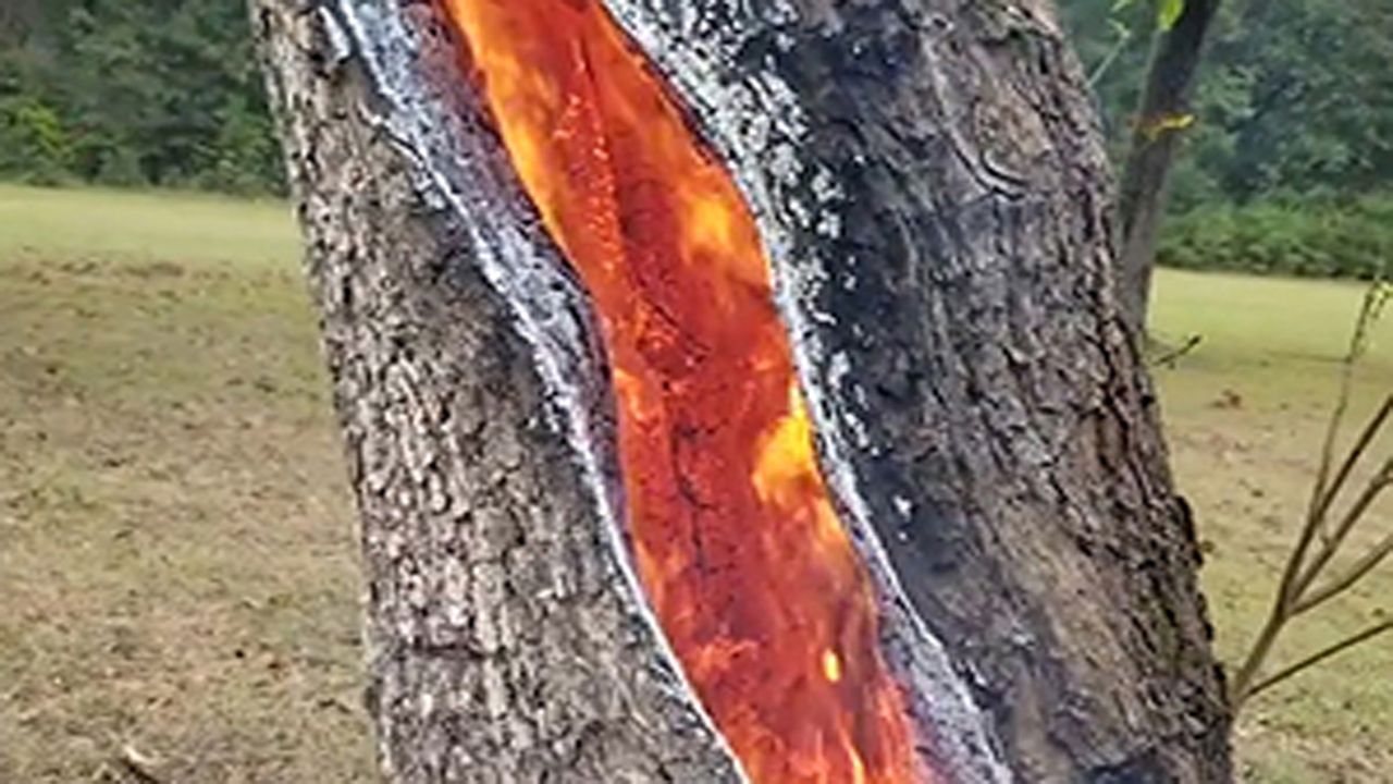 (ویدئو) آتش زدن درخت در جنگل‌های رویان توسط چند شهروند بی‌فکر