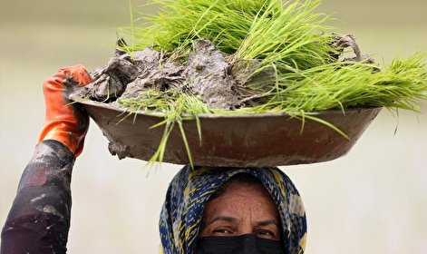 (تصاویر) کاشت برنج در ایران از نگاه رسانه خارجی