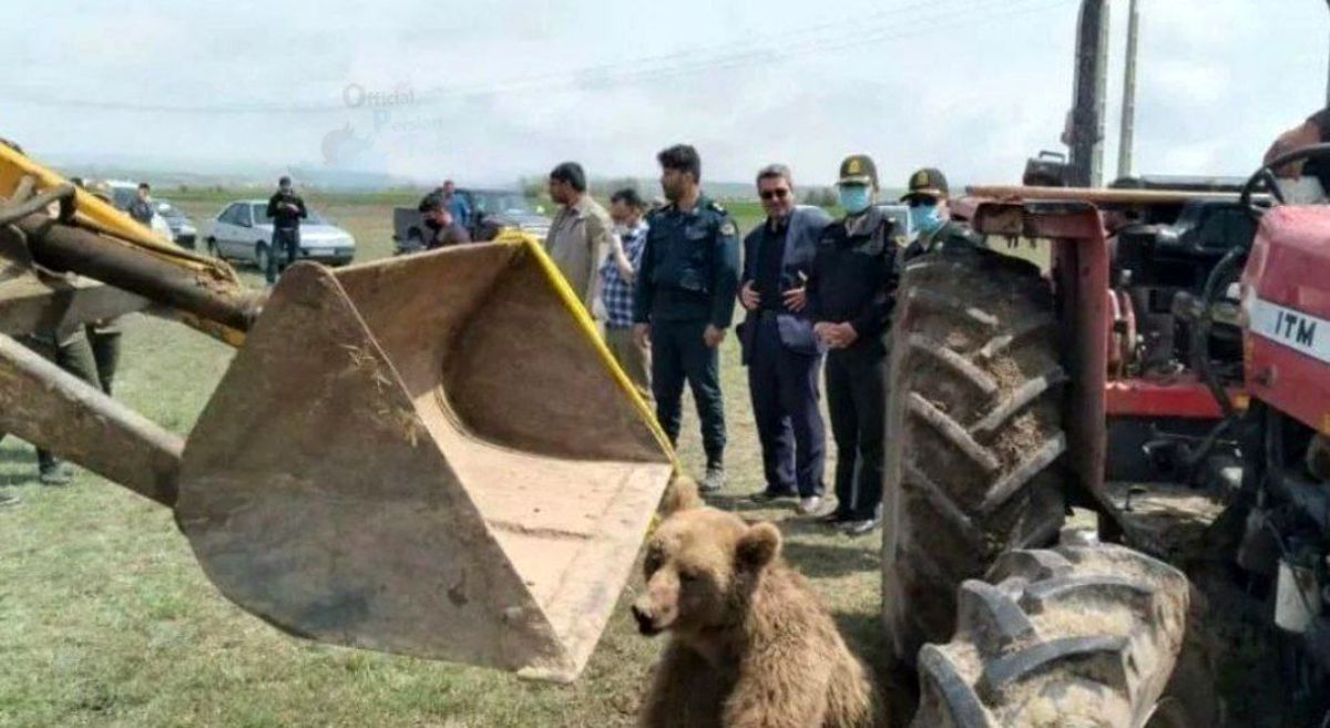 مقصر حادثه تلف شدن خرس قهوه‌ای دستگیر شد