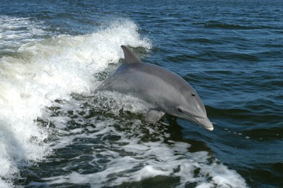 (ویدئو) تصاویری تلخ از خودکشی دلفین‌ها!