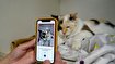 (ویدئو) اپلیکیشنی برای تشخیص سلامت گربه‌ها