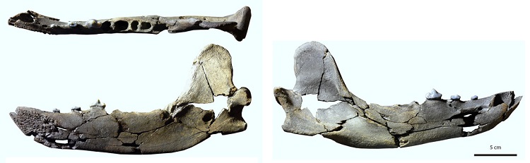 کشف «سگ-خرس» عظیم الجثه ۱۲ میلیون ساله