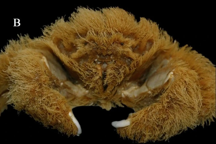 (تصاویر) کشف گونه جدیدی از یک خرچنگ پوشیده از مو!