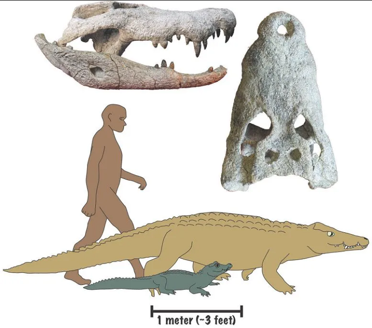 (تصویر) کشف یک کروکودیل آدمخوار ۱۸ میلیون ساله!