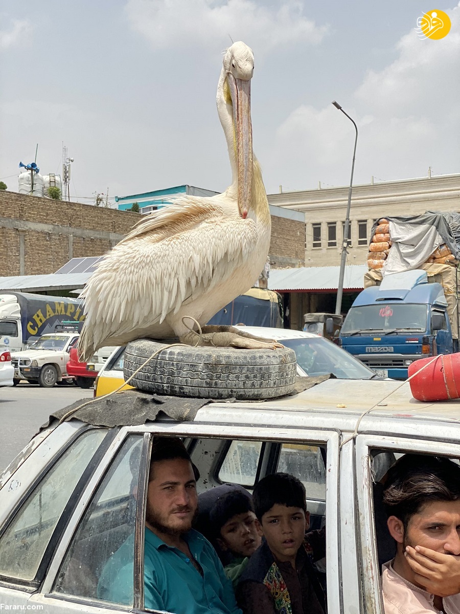 (عکس) یک پلیکان روی سقف خودرو شهروند افغان!