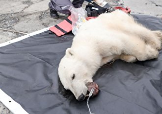 (ویدئو) نجات خرس قطبی که قوطی فلزی زبانش را پاره کرد