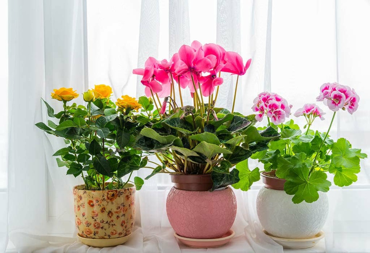 10 تا از زیباترین و مقاوم‌ترین گیاهان آپارتمانی گل‌دار