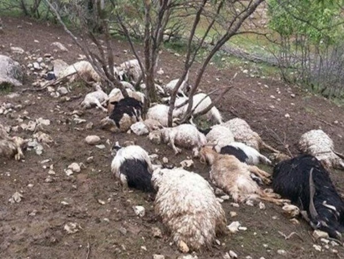 صاعقه گله گوسفند را تلف کرد