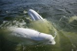 (ویدئو) خلیج هادسون پناهگاه تابستانی نهنگ‌های سفید
