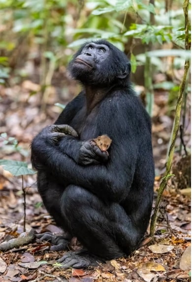 تصویری عجیب از یک شامپانزه کوتوله و حیوان خانگی‌اش