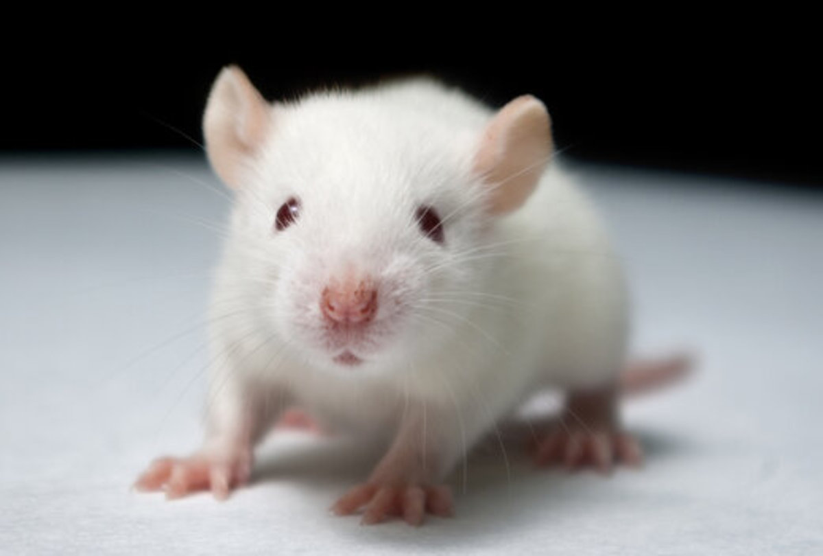 Белая мышь маленькая/большая