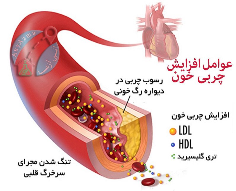 کلسترول