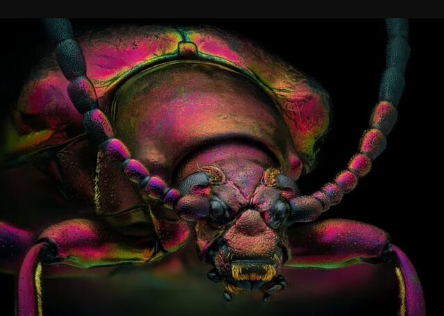 ثبت نزدیک‌ترین تصویر از صورت یک مورچه