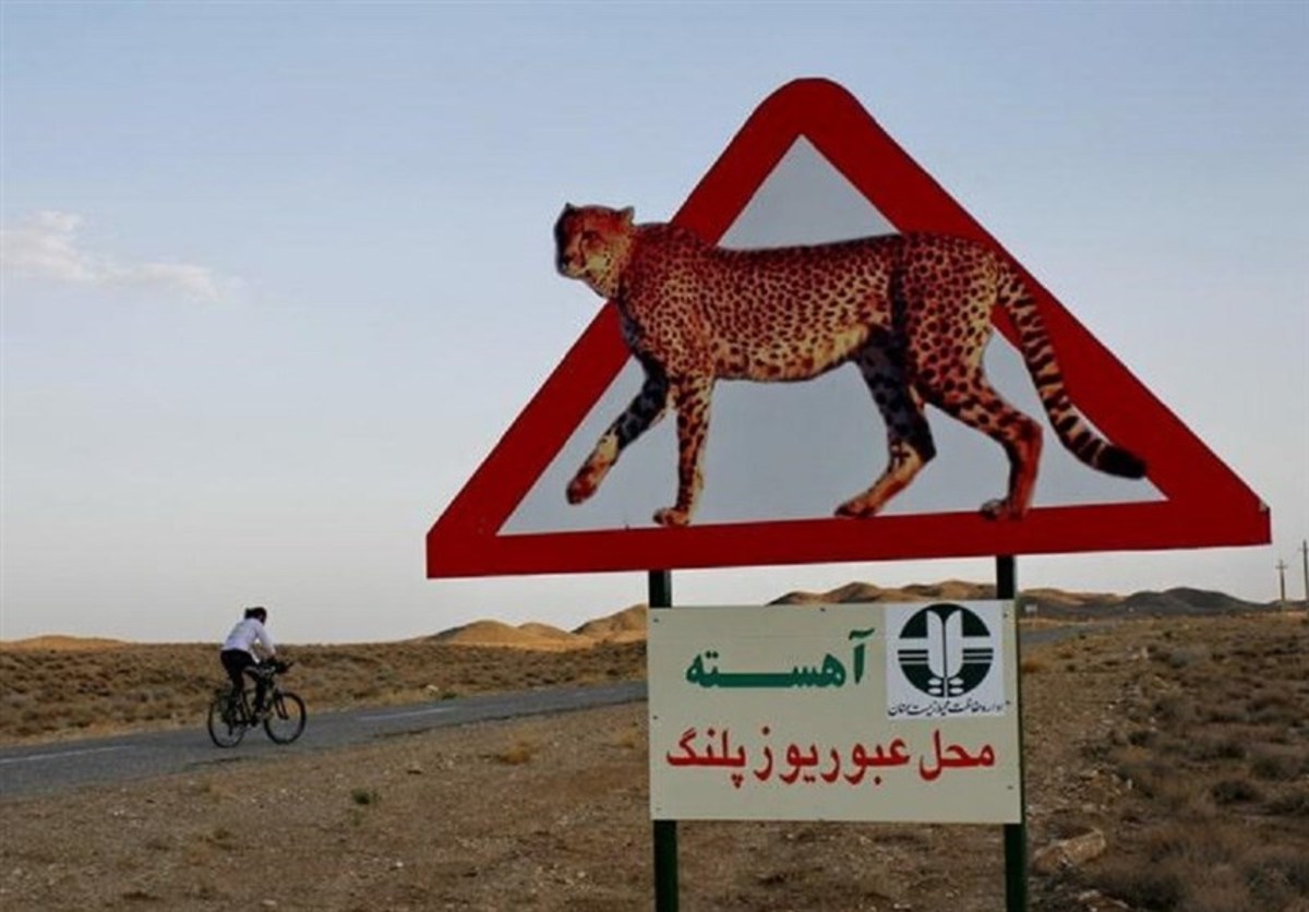 با احتیاط برانید؛ «یوزپلنگ ایرانی» در معرض انقراض است!