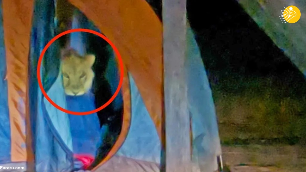  سرقت یک شیر از چادر مسافرتی!