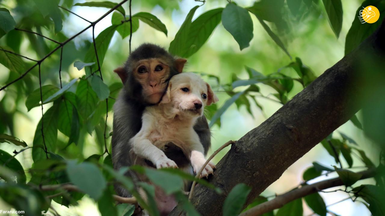 وقتی میمون، سگ کوچک را به اسارت گرفت!