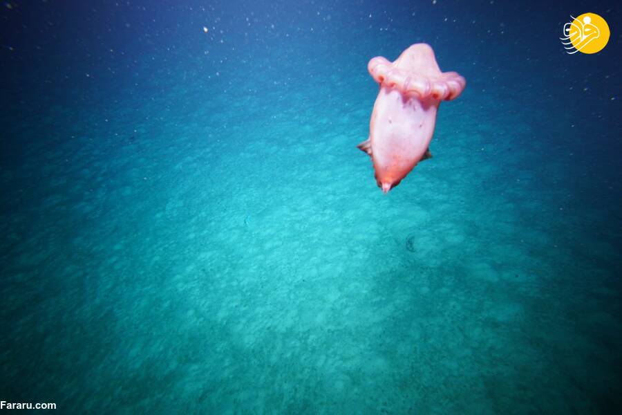 کشف موجودات عجیب و ناشناخته از اعماق اقیانوس