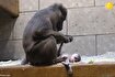 (عکس) وداع غم انگیز میمون مادر با نوزاد خود