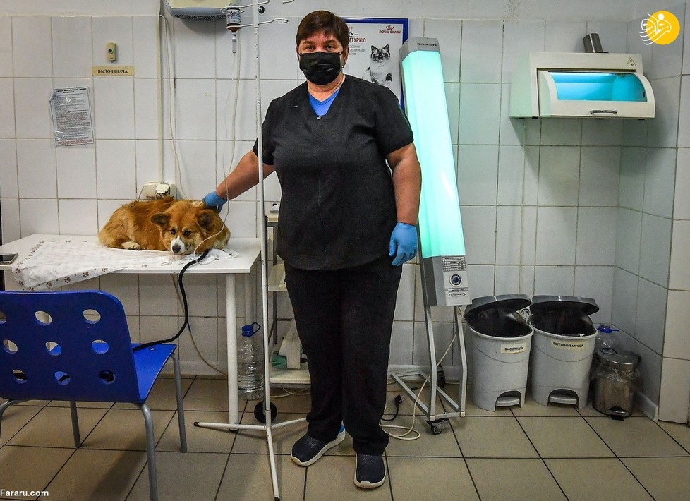 اولگا سوکولووا یک جراح دامپزشک در مسکو است. او می گوید که دامپزشکان نمی توانند فعالیت خود را متوقف یا به حالت تعلیق درآورند چراکه حیوانات مانند کودکان هستند.