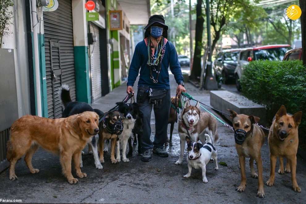 آرماندو گارسیا یک کارگر مسئول پیاده روی بردن سگ ها در مکزیکوسیتی است. او معتقد است که کارش به کاهش استرس سگ هایی که صاحبانشان در قرنطینه بسر می برند کمک می کند.