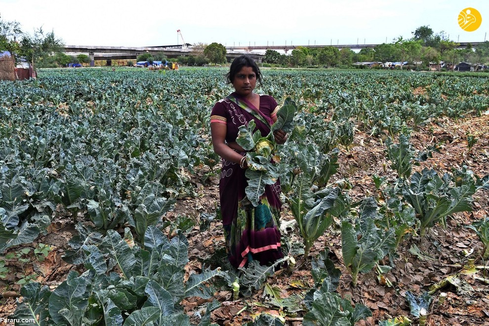 سوشما موریا یک کارگر در مزرعه سبزیجات در دهلی نو است. او می گوید که کشاورزی تنها کاری است که بلد است و کشاورزان باید کار خود را ادامه دهند تا مردمی که در شهرها زندگی می کنند سبزیجات تازه دریافت کنند.