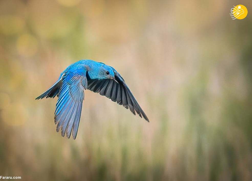 پرنده آبی کوهستانی در ایالات متحده. زیستگاه این پرنده ایالت آیداهو و نوادا و غرب آمریکای شمالی است.