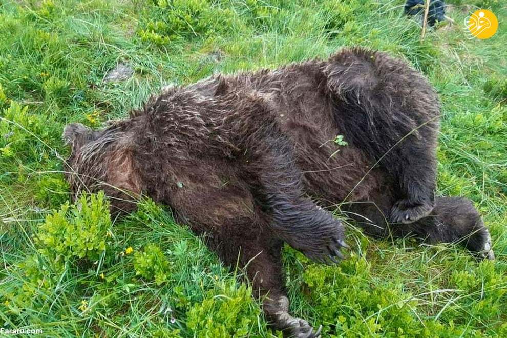 مرگ یک خرس قهوه ای در جنوب غربی فرانسه بر اثر اصابت گلوله