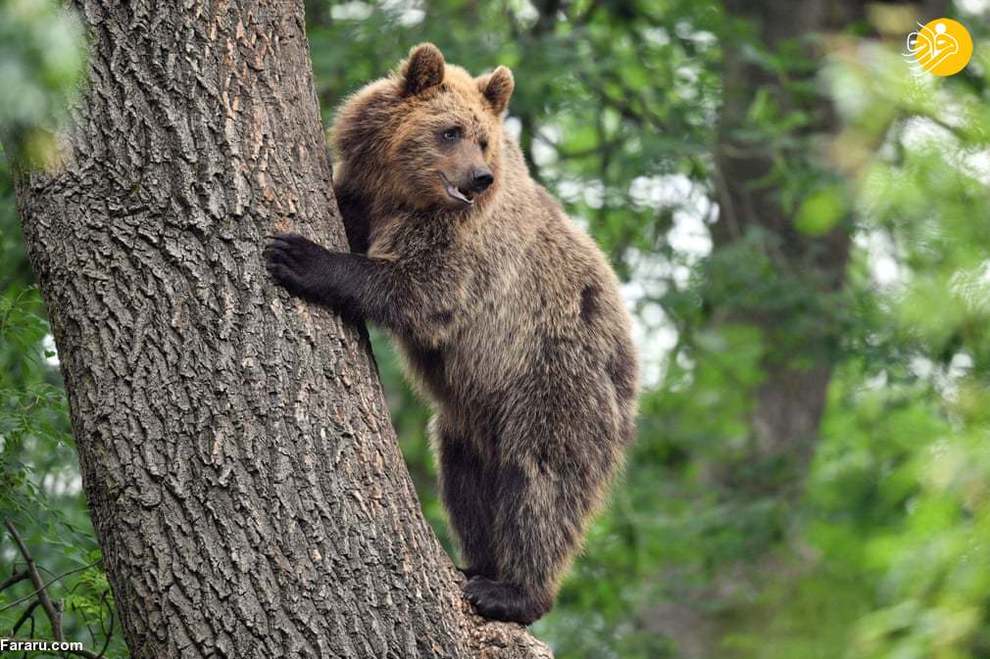 یک خرس روی درختی در باغ وحش بریستول