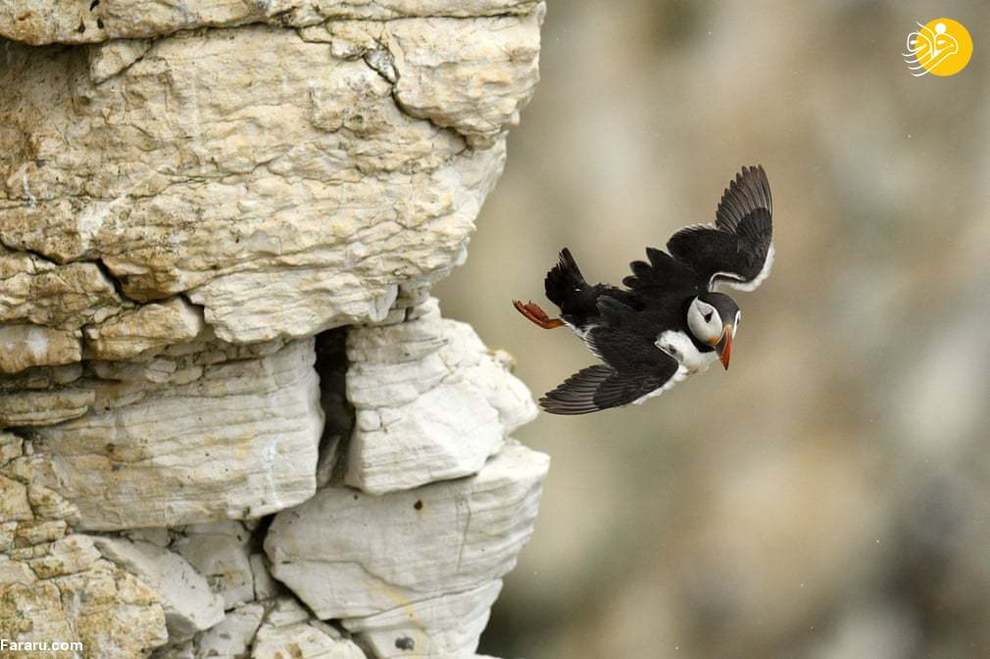 پرش یک طوطی دریایی از روی صخره ای در ساحل شمال شرقی انگلیس