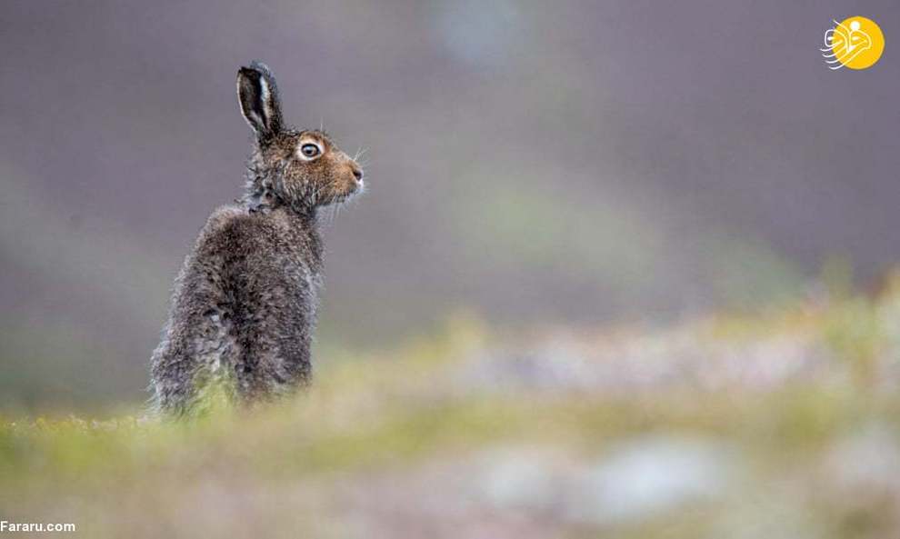 یک خرگوش کوهستانی پس از بارش باران در ارتفاعات اسکاتلند