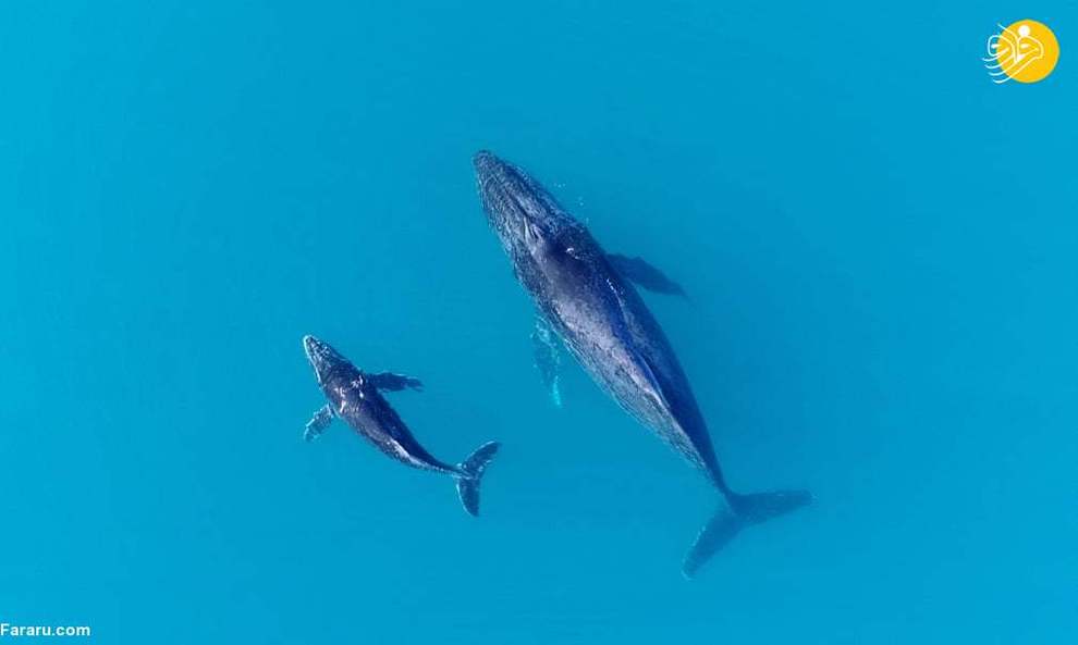 یک نهنگ با بچه اش در خلیج اکسماوث
