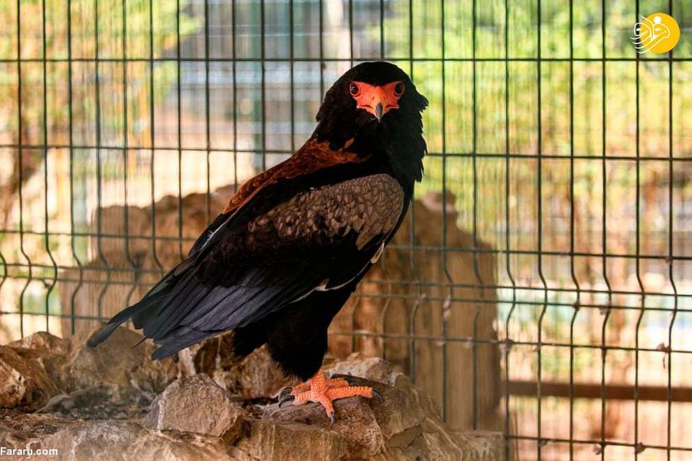 یک عقاب بندباز در پارک حیات وحش خارطوم سودان
