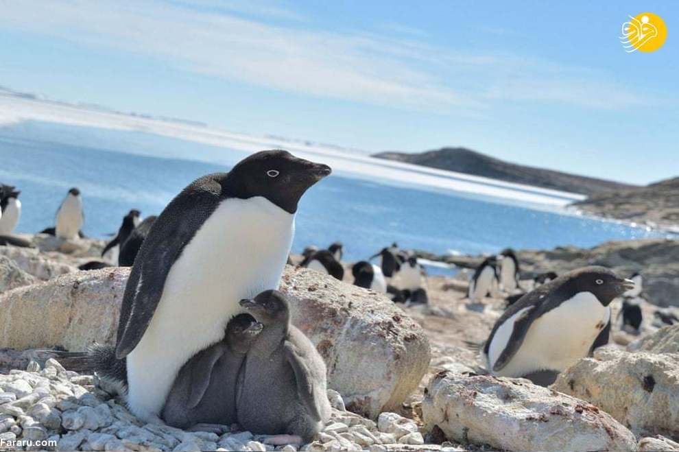 پنگوئن های آدلی رایج ترین پنگوئن قطب جنوب